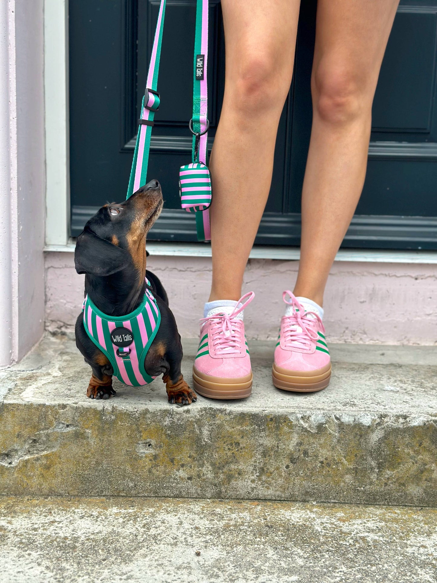 All Decked Out Harness