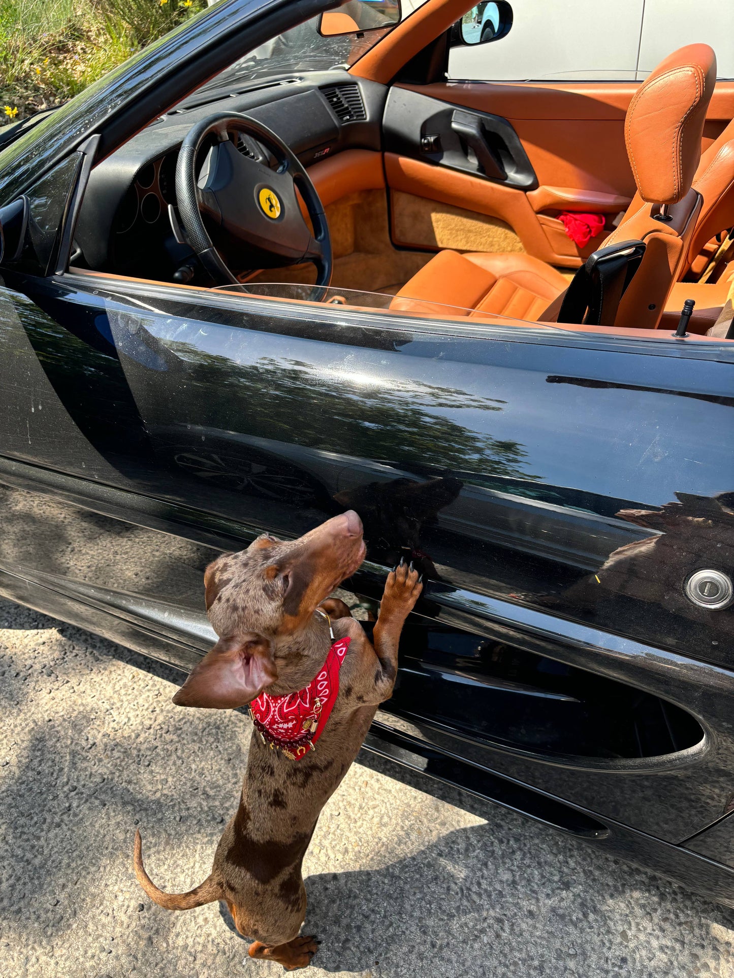 Red Mustang red bandana-collar for dogs and cats