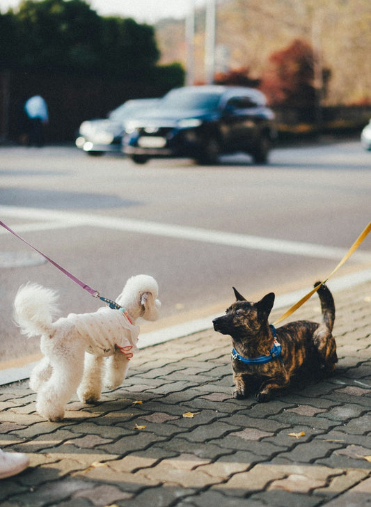 Combien de temps un chien doit-il être promené chaque jour ?