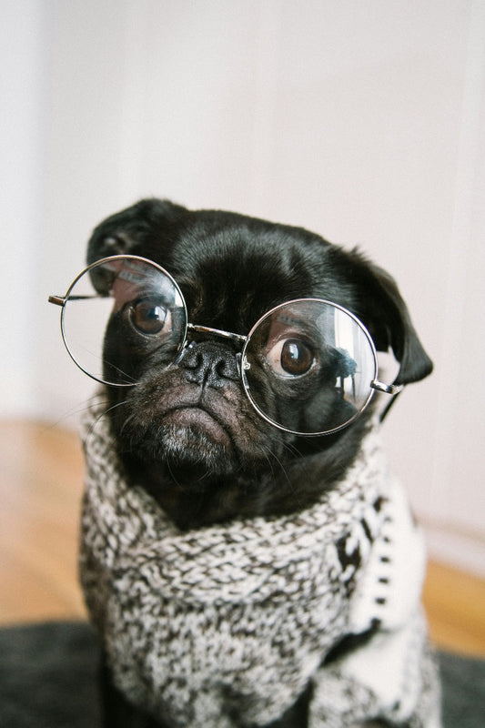 Quelles sont les races de chien qui ont besoin d'un pull l'hiver ?