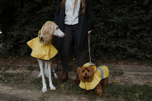 Mon chien a-t-il vraiment besoin de porter un manteau ou un pull l'hiver ?