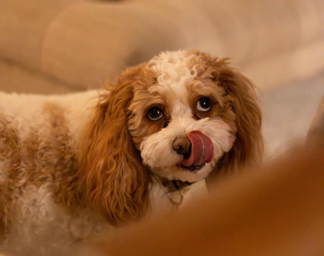 Pourquoi mon chien me lèche-t-il ? Les secrets derrière ce comportement canin !