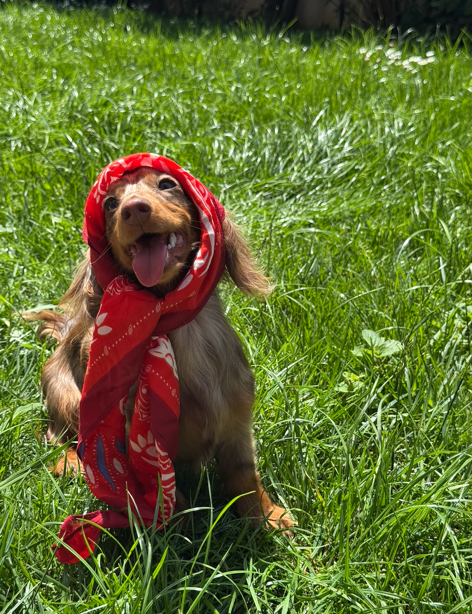 BANDANAS &amp; PETITS LOOKS