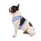 Blue Checkered Daisies: ADJUSTABLE DOG HARNESS