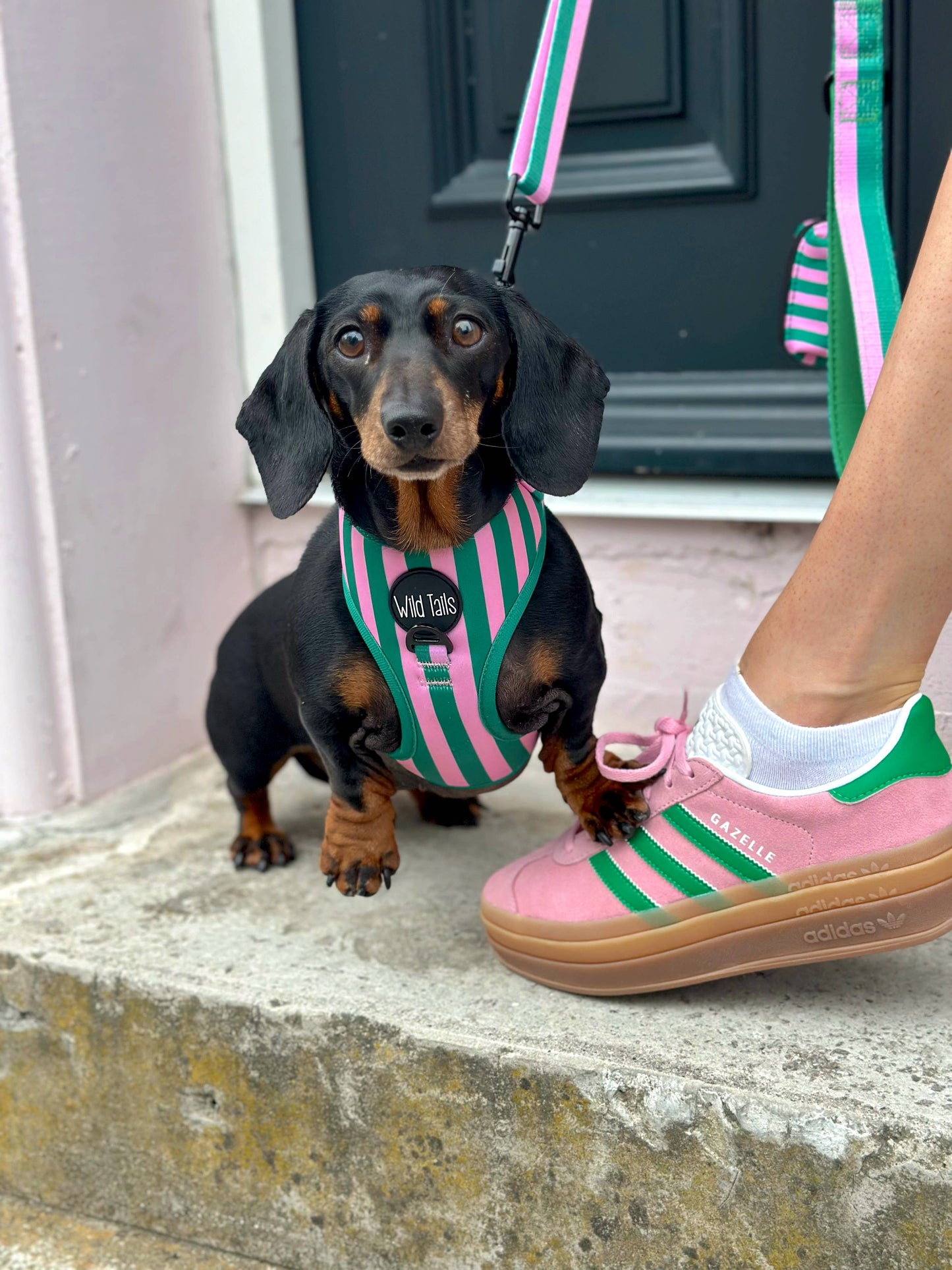 All Decked Out Harness