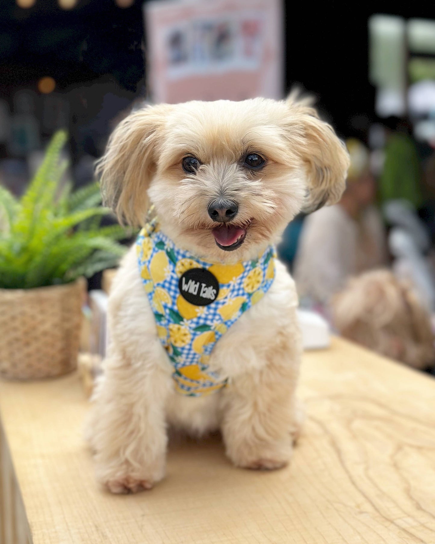 Lemon Squeezy Harness