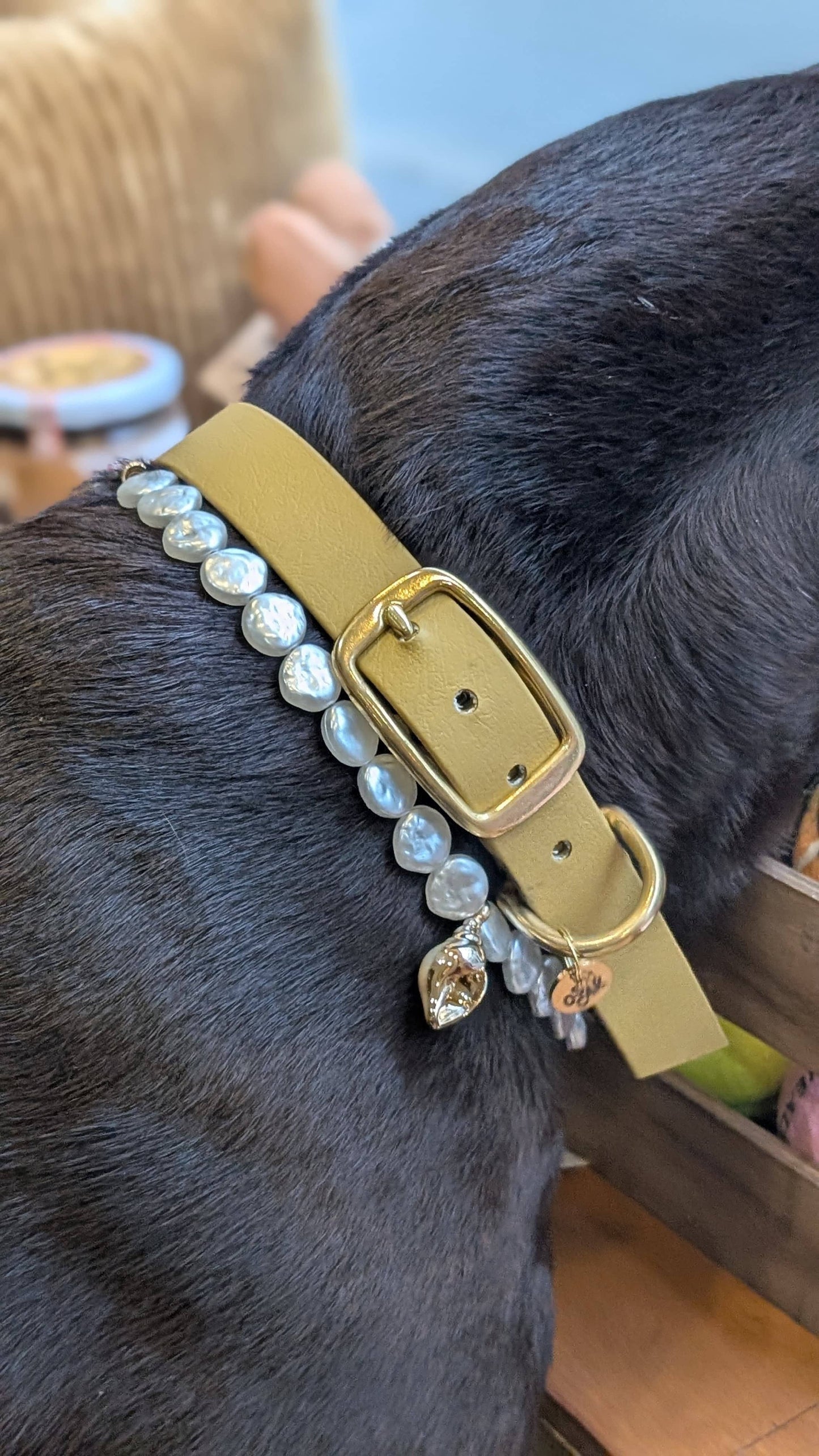 Isla pearl necklace for dogs and cats