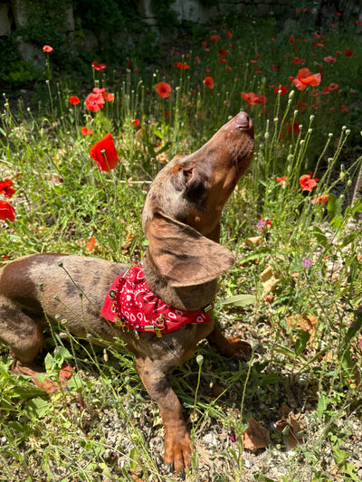 Collier bandana rouge Red Mustang pour chiens et chats