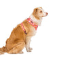 Pink Checkered Daisies: ADJUSTABLE DOG HARNESS