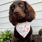 Going for a Promenade Bandana