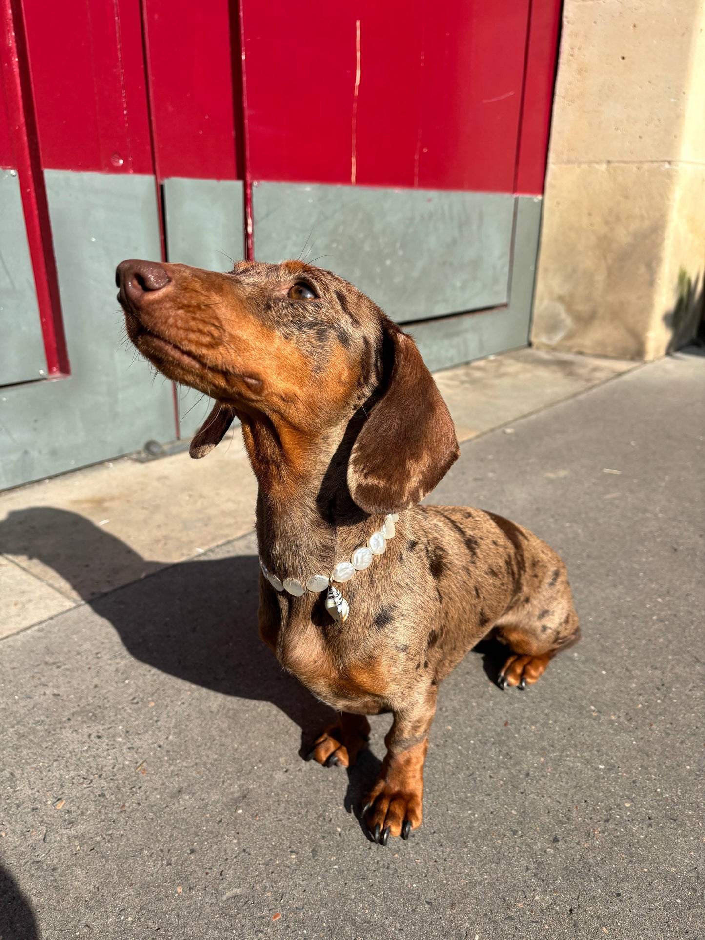 Isla pearl necklace for dogs and cats