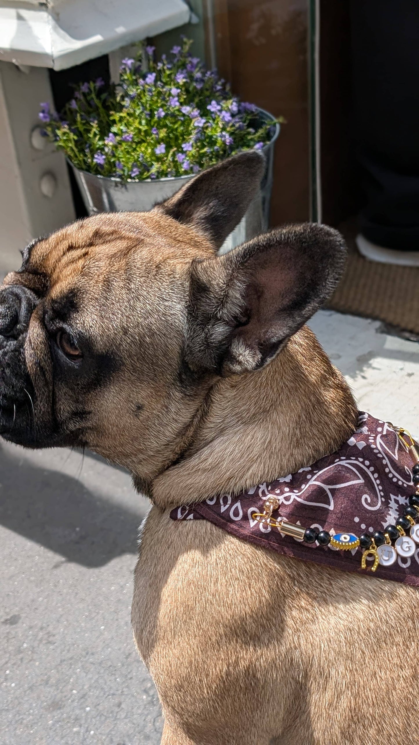 Bandana-Collier marron Cairo Rider pour chien et chat