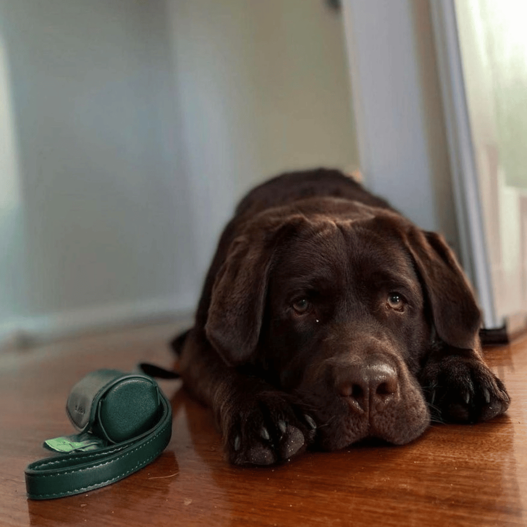 PORTE SAC À CROTTES - Vert bouteille