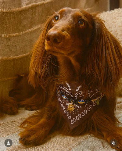 Collier bandana marron Cairo Rider pour chiens et chats