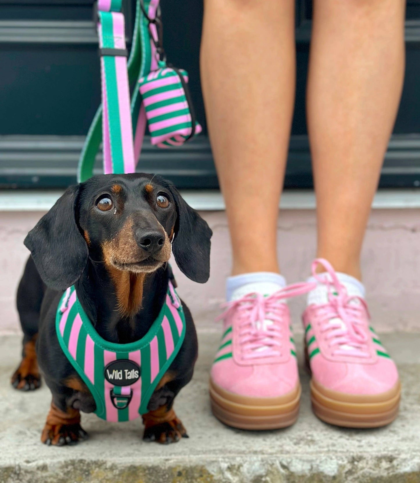 All Decked Out Harness