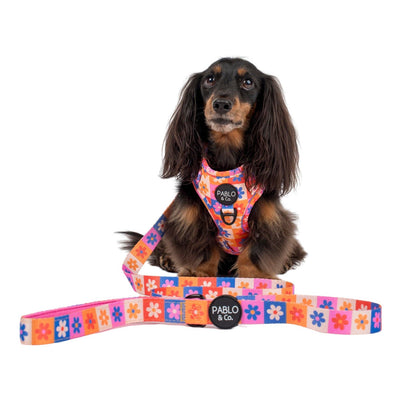 Marguerites pour les jours : laisse pour chien