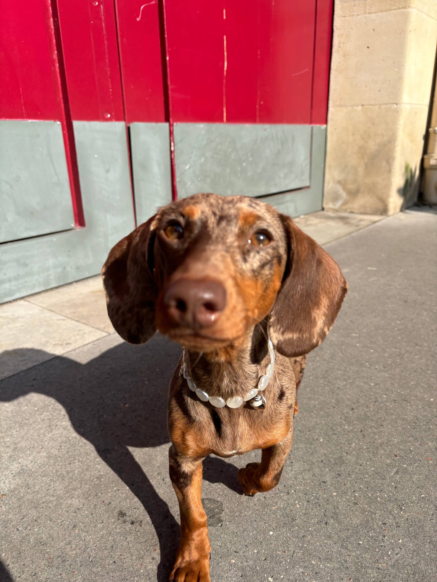 Isla pearl necklace for dogs and cats