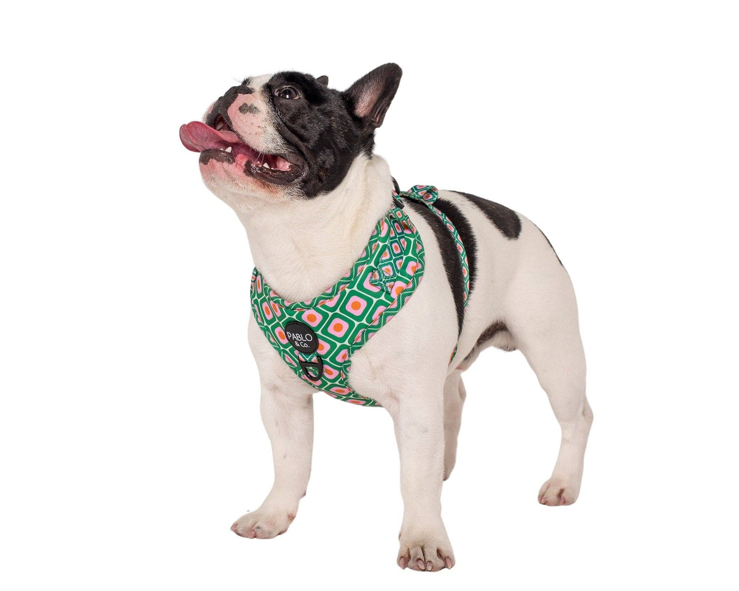 70's Style: Adjustable Dog Harness