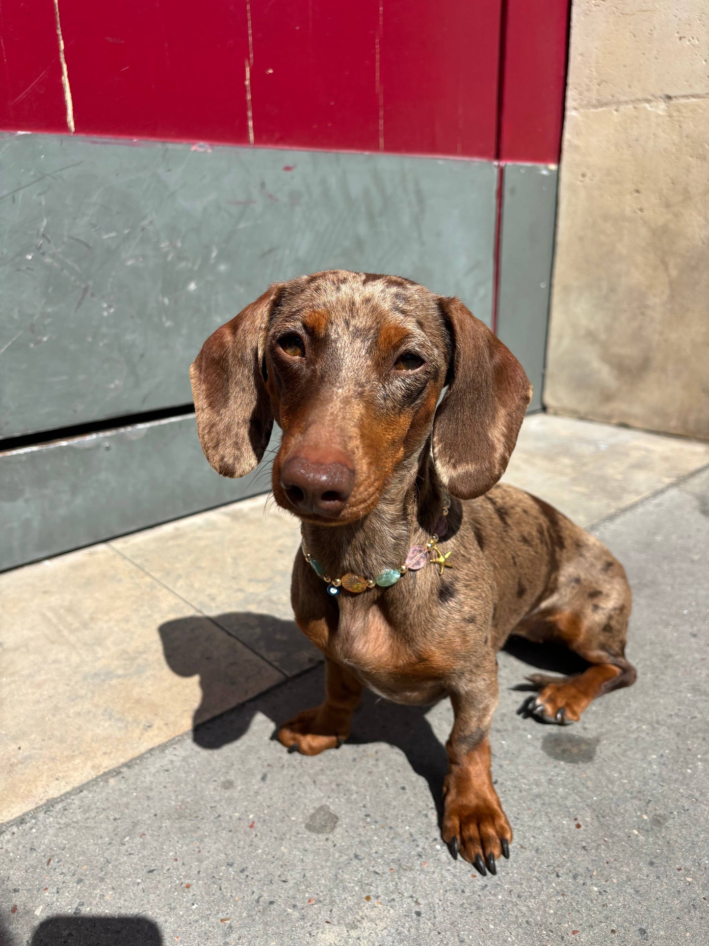 Calypso pearl collar for dogs and cats